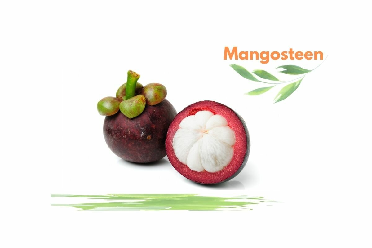 Mangosteen
